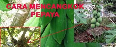 Cara Mencangkok Pohon Pepaya