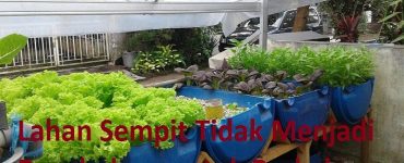 Berkebun di Lahan Sempit