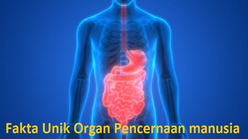 Fakta Unik Organ Pencernaan