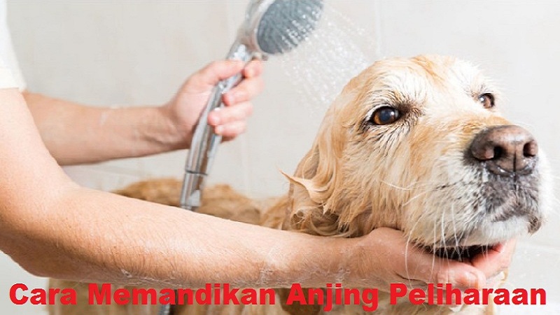 Cara Memandikan Anjing Peliharaan