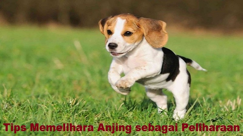 Tips Memelihara Anjing