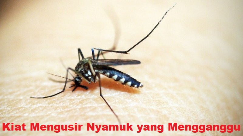 Kiat Mengusir Nyamuk