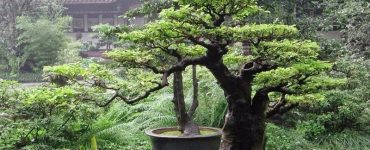 Tips Memelihara Tanaman Bonsai