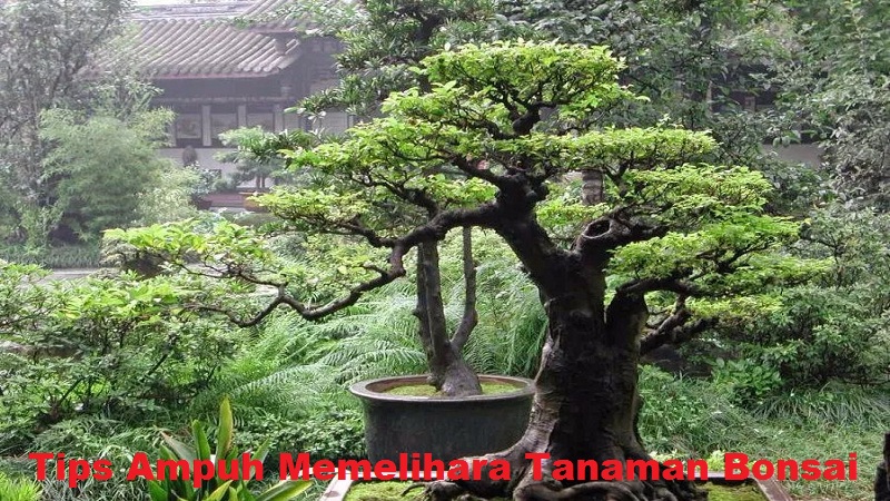 Tips Memelihara Tanaman Bonsai