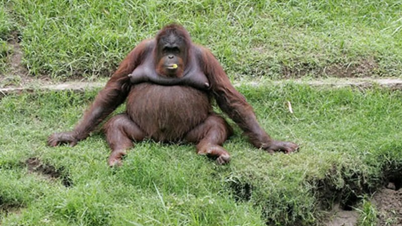 Fakta Menarik Orangutan