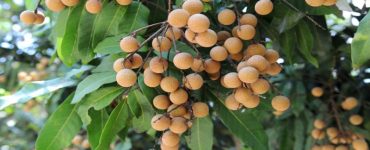 Agar Pohon Kelengkeng Berbuah Lebat dan Subur