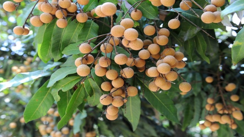 Agar Pohon Kelengkeng Berbuah Lebat dan Subur