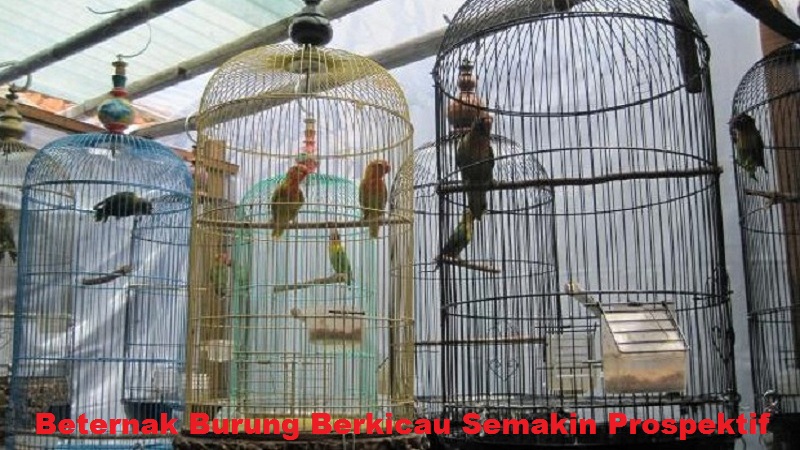 Beternak Burung Berkicau Semakin Prospektif