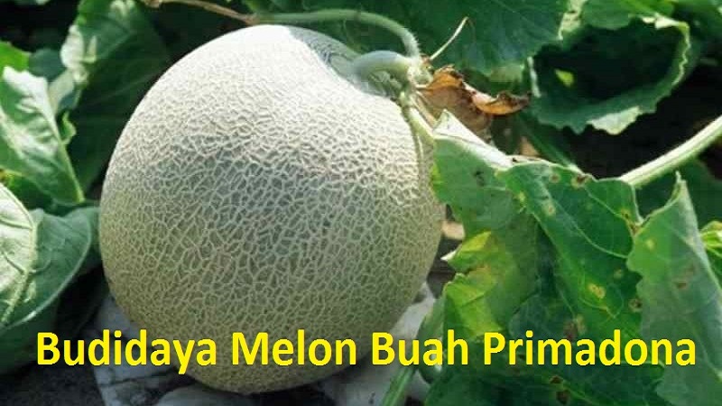 Budidaya Melon Buah Primadona Musim Kemarau
