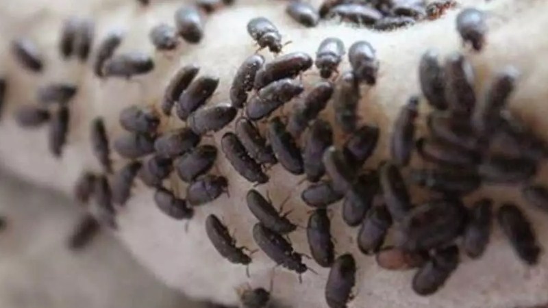 Budidaya Semut Jepang