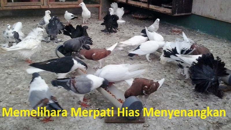 Memelihara Merpati Hias Menyenangkan dan Menguntungkan