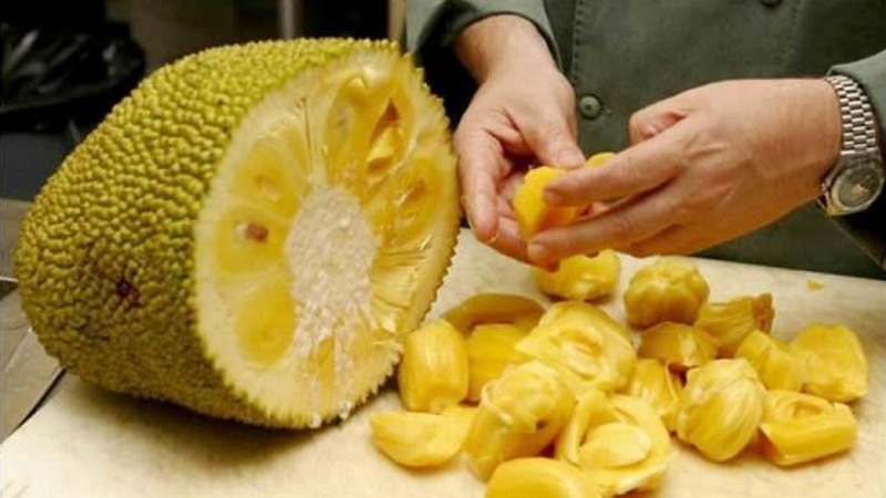 Mengatasi Getah Nangka