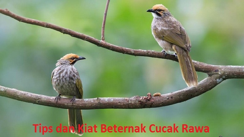 Tips Beternak Cucak Rawa