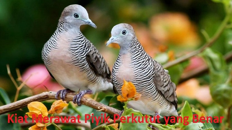 Kiat Merawat Piyik Perkutut