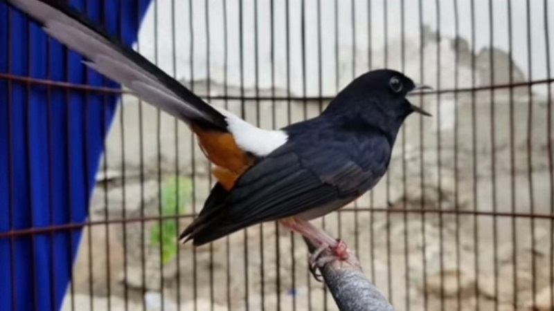 Merawat Burung Piaraan