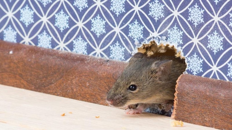 Tips Mengusir Tikus