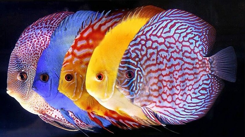 Memilih Ikan Discus