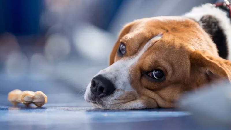 Menanggulangi Keracunan pada Anjing Kesayangan